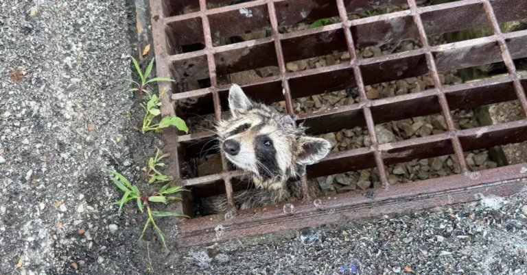 Firefighters rescue raccoon trapped in sewer grate Search