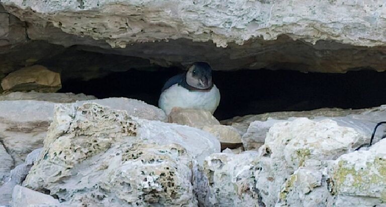 First Puffin Chick Spotted in Over 30 Years Emerges Along Cliffs at England’s South Coast First Puffin Chick Spotted in Over 30 Years Emerges Along Cliffs at England’s South Coast