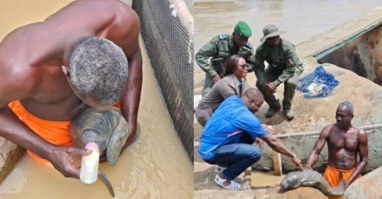 Fisherman hand-raises baby manatee after accidental catch Search