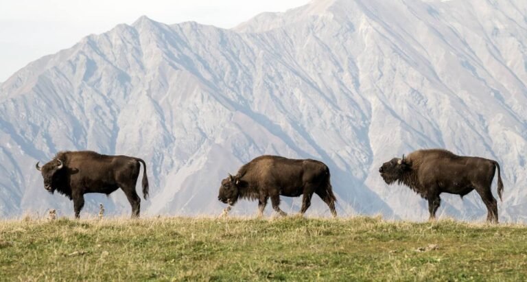 From One Surviving Male Bison, Azerbaijan Now Has 25 Calves Born Wild in 7-Year Success Story From One Surviving Male Bison, Azerbaijan Now Has 25 Calves Born Wild in 7-Year Success Story