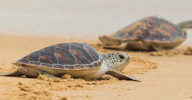 Hawaiians set sea turtle hatchlings free on the 4th of July Search