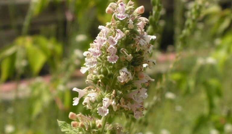 Homegrown Catnip Lotion Proves to Be An Effective Mosquito Repellent in Rural Uganda Homegrown Catnip Lotion Proves to Be An Effective Mosquito Repellent in Rural Uganda