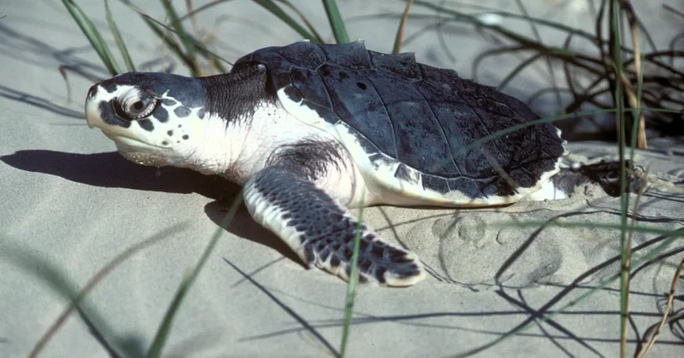 How Kemp’s ridley sea turtles have bounced back Search