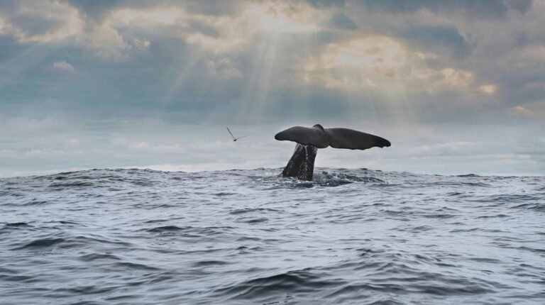 Humpback Whale Watching Surges in Brazil Where Population Has Grown 27-fold Since Whaling Ended Humpback Whale Watching Surges in Brazil Where Population Has Grown 27-fold Since Whaling Ended