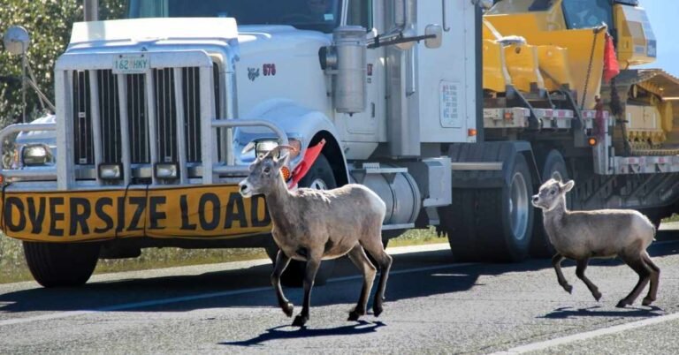 Inside the global movement to build more wildlife crossings Search