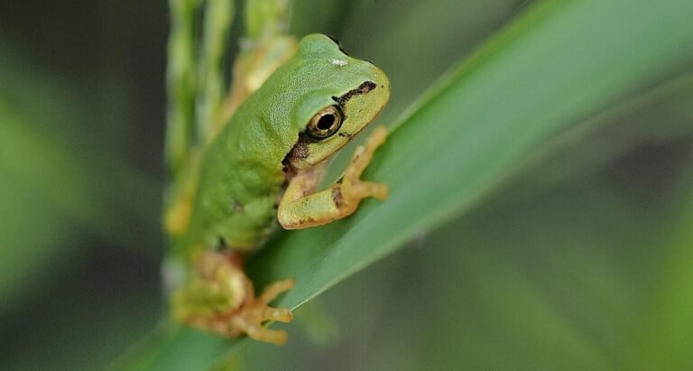 Japanese Find Frog Bacteria That Wipes Out Cancer Tumors With a Single Dose