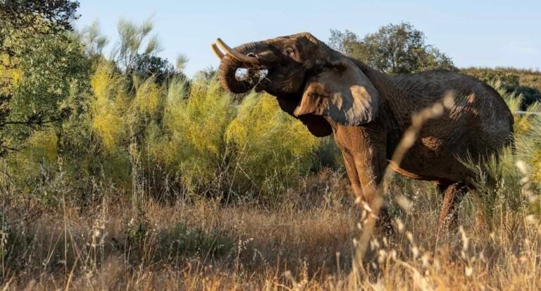 Last Circus Elephant in Portugal Can Now Romp-and-Roll on 1000-Acre Sanctuary After 40 Years of Work