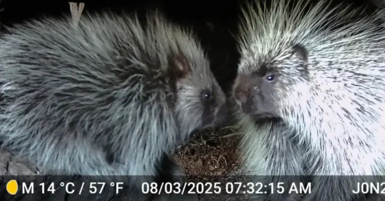 Libraries loan trail cameras to Oregonians eager to save porcupines Search