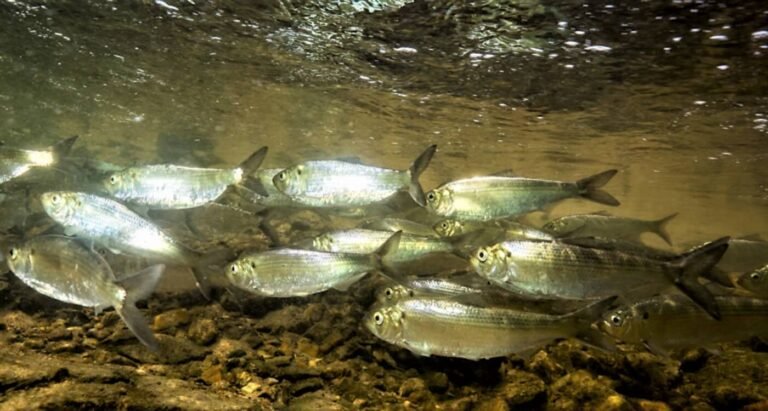 Maine Counts Over 20 Million River Herring During Annual Run, the Highest in Decades Maine Counts Over 20 Million River Herring During Annual Run, the Highest in Decades