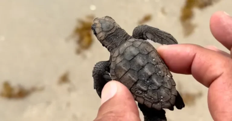 Man goes viral for saving baby sea turtle ‘the right way’ Search