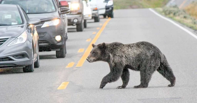 NC builds ‘mirrored’ wildlife crossing for both humans and bears Search