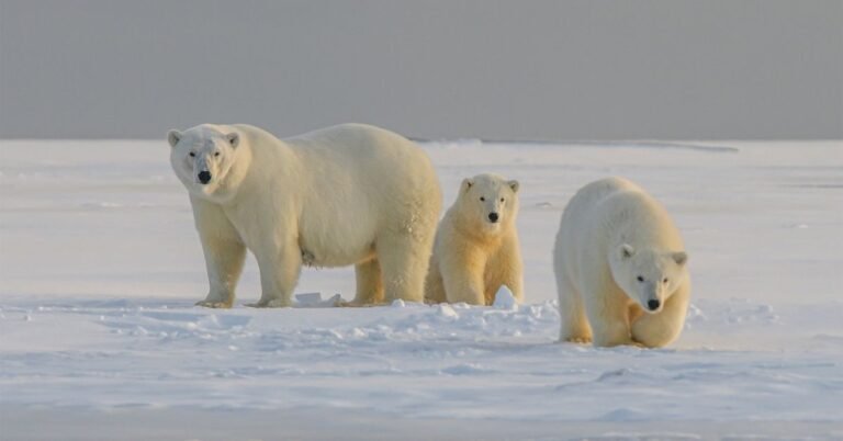 New AI-enabled ‘bear-dar’ aims to alert locals to nearby polar bears Search