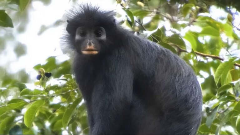 New Species of Monkey Found in DR Congo Shows How Much There’s Left to Discover New Species of Monkey Found in DR Congo Shows How Much There's Left to Discover