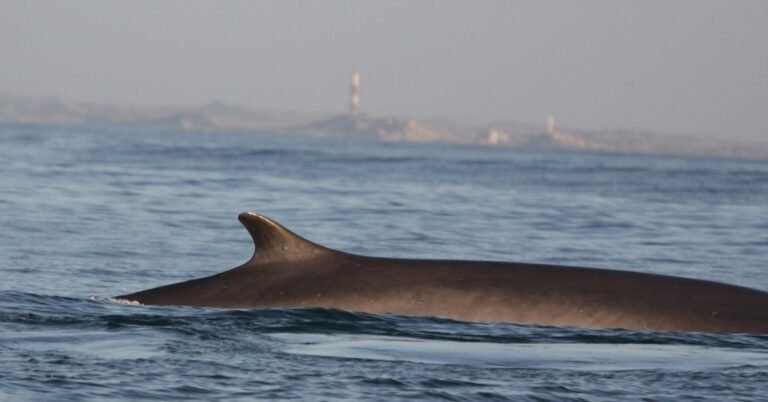 New sightings suggest two endangered whale species are rebounding Search