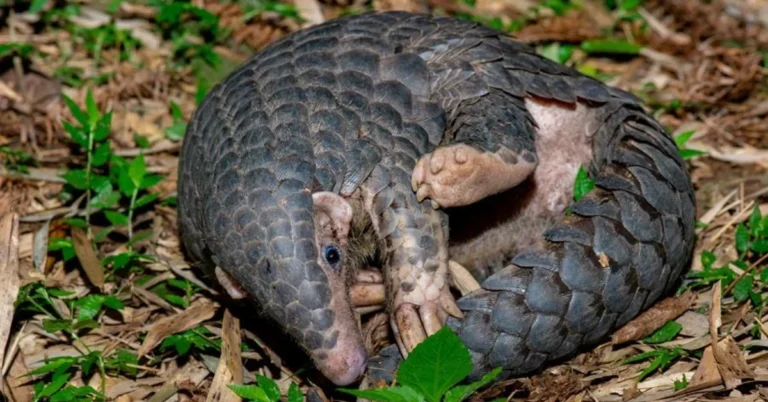 New species of pangolin discovered Search