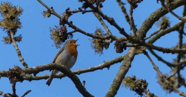 New study finds listening to birdsong in a forest lowers stress Search
