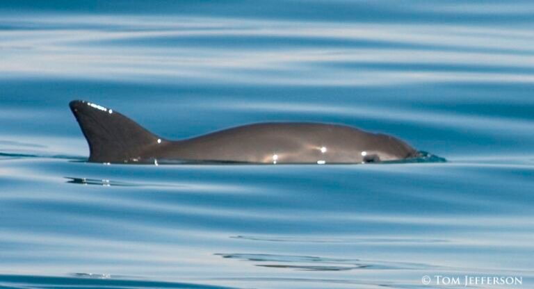 On Brink of Extinction, the Vaquita Porpoise is Being Preserved By Digital Image On Brink of Extinction, the Vaquita Porpoise is Being Preserved By Digital Image