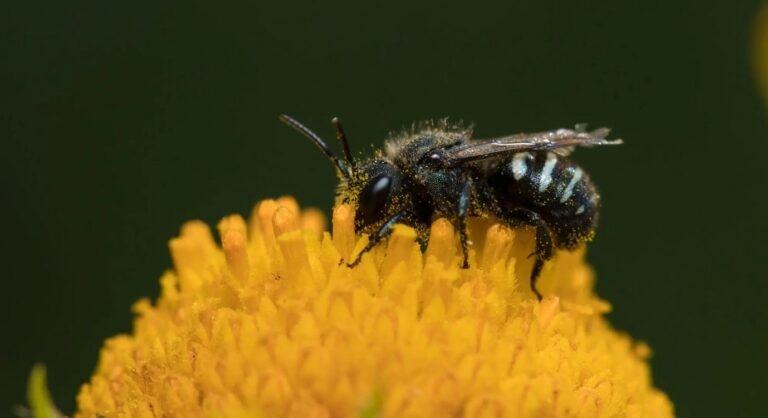 Oregon Records 5 Years of Zero Pesticide-Related Deaths in Bees Oregon Records 5 Years of Zero Pesticide-Related Deaths in Bees