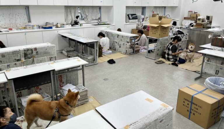 Organizations Rally to Reunite Lost Pets with Their Owners Following Earthquake in Japan Organizations Rally to Reunite Lost Pets with Their Owners Following Earthquake in Japan