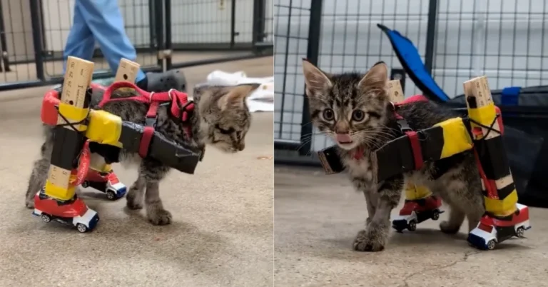 Paralyzed kitten gets custom mobility aid made from Hot Wheels Search