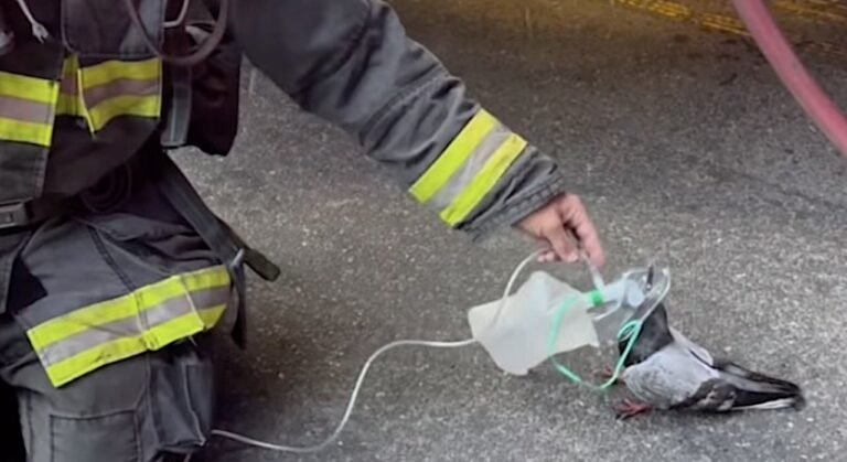Pigeon Walks Up to Firefighters Who Offer Oxygen to ‘Clear its Lungs’ Pigeon Walks Up to Firefighters Who Offer Oxygen to ‘Clear its Lungs’