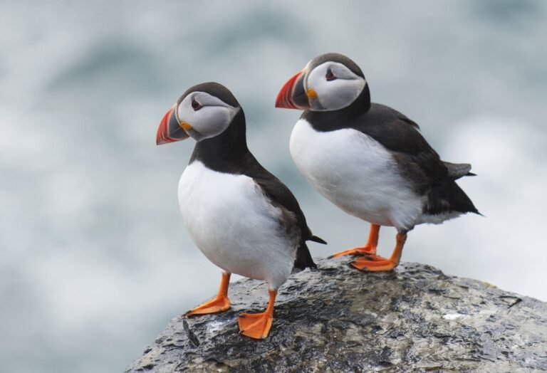 Puffin population thriving on Bristol Channel Island after removal of rats – The Good News Movement Puffin population thriving on Bristol Channel Island after removal of rats – The Good News Movement