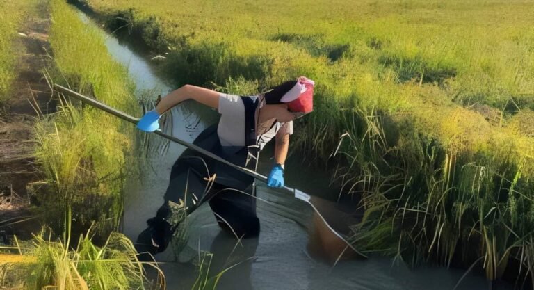 Raising Rice and Fish Together Cuts Disease From Snails While Boosting Crop Yields by 25% Raising Rice and Fish Together Cuts Disease From Snails While Boosting Crop Yields by 25%