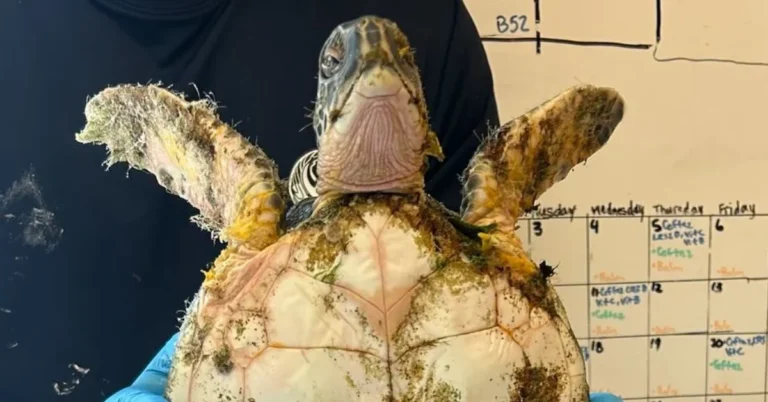 Rescued sea turtle, Tiramisu, triumphantly returns to ocean Search