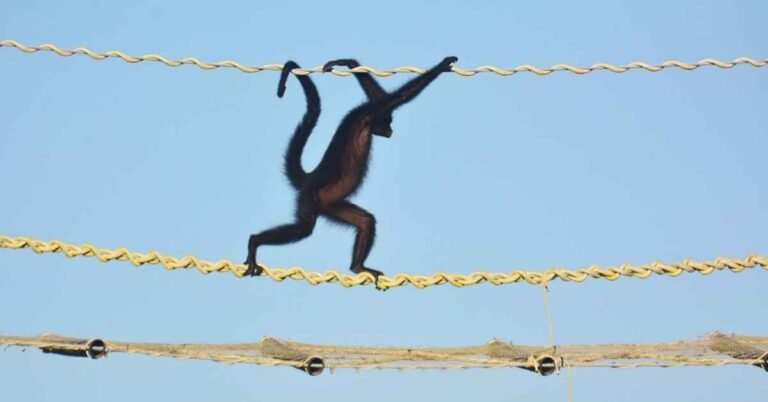 Rope canopy bridges lead to 15,000 safe wildlife crossings Search