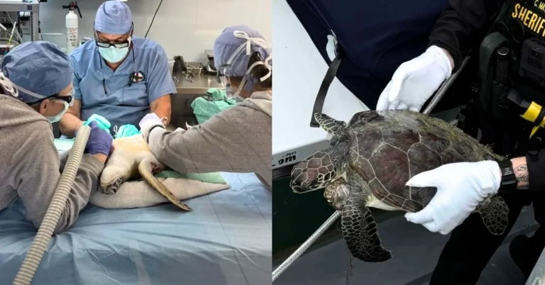 See rescued sea turtle after 5-month transformation Search