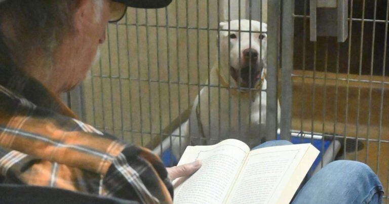 Shelter pets soothed by read alouds amid July 4th fireworks Search