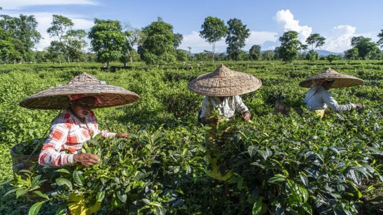 Slashed perks among factors affecting mental health of Assam’s tea garden executives Slashed perks among factors affecting mental health of Assam’s tea garden executives