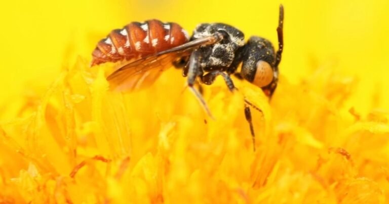 Some bees have tiny internal compasses, new study finds Search