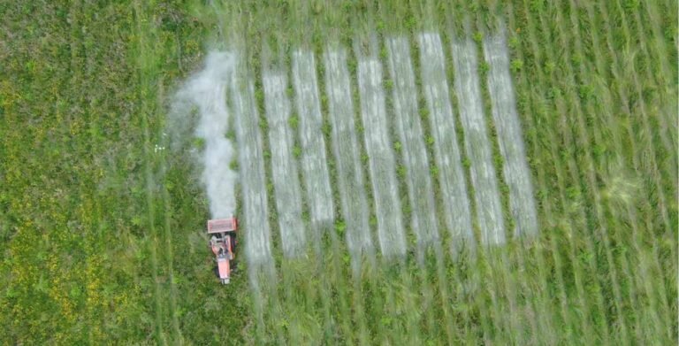Spreading Crushed Rock on Newly-Planted Forests Boosts Carbon Storing and Nutrients Spreading Crushed Rock on Newly-Planted Forests Boosts Carbon Storing and Nutrients
