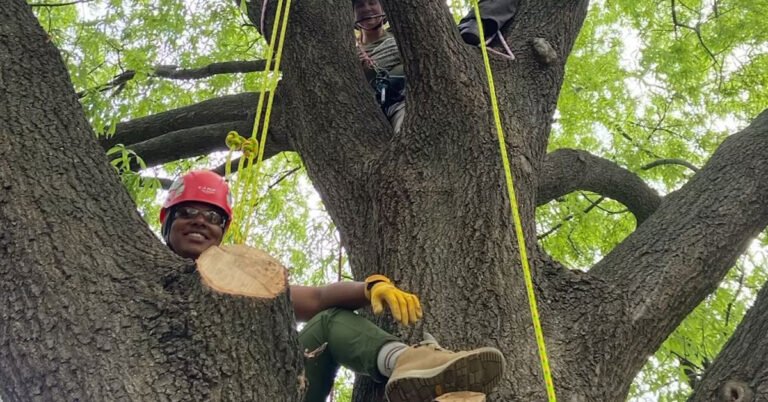 Students climb up 50-foot trees to study urban forestry Search