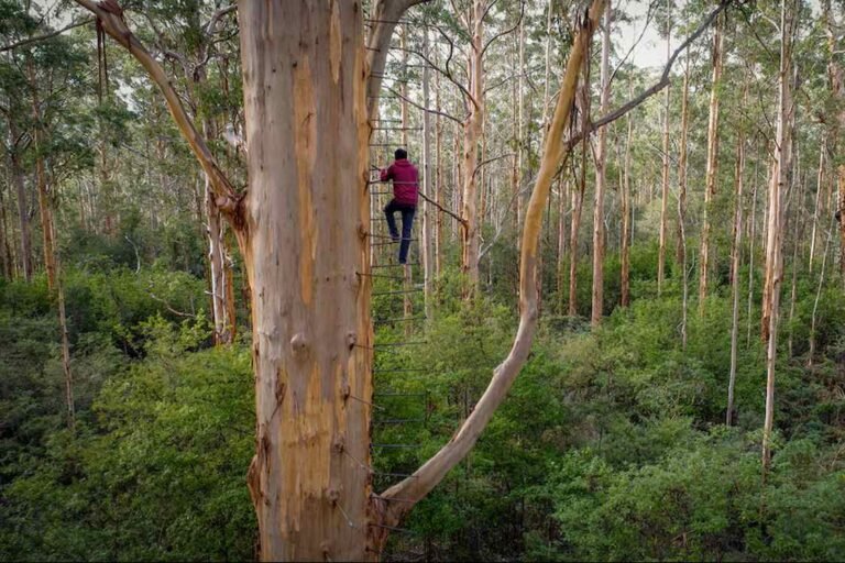 The Majestic ‘Gloucester Tree’ Reopens to Climbers in Australia After 3 Years of Repair