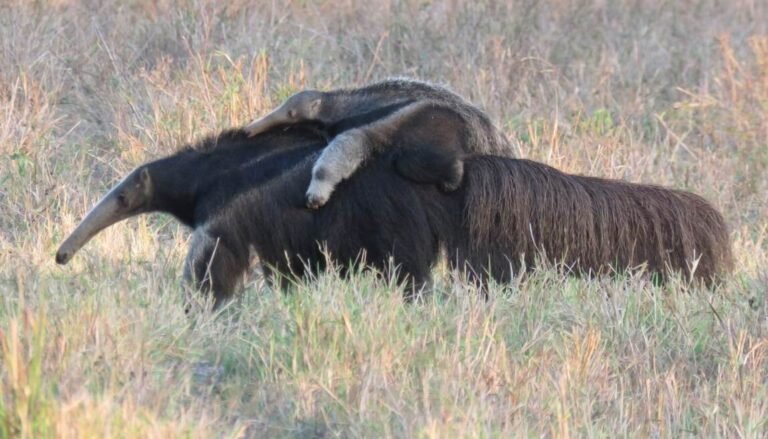 The World's First Giant Anteater Reintroduction Appears to Be Succeeding in Brazil
