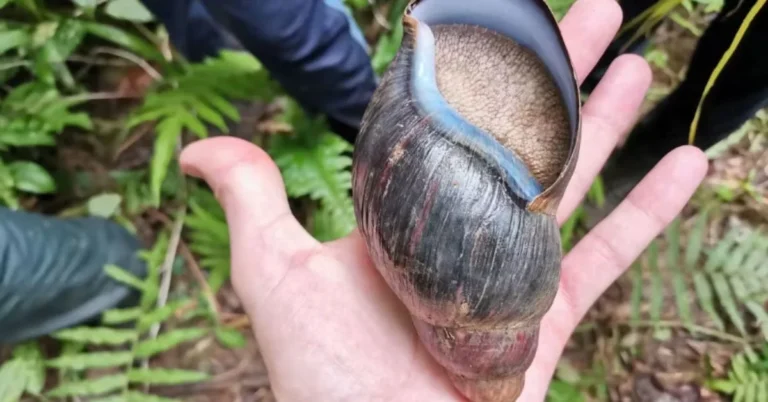 The race to save the Obô Giant Snail is on Search