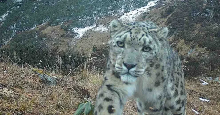 Trail cameras capture rare footage of snow leopard Search
