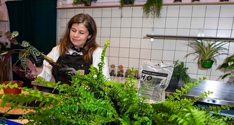 UK's First Hospital for Houseplants – Where Plants Are Put on Drips and Treated for Bugs