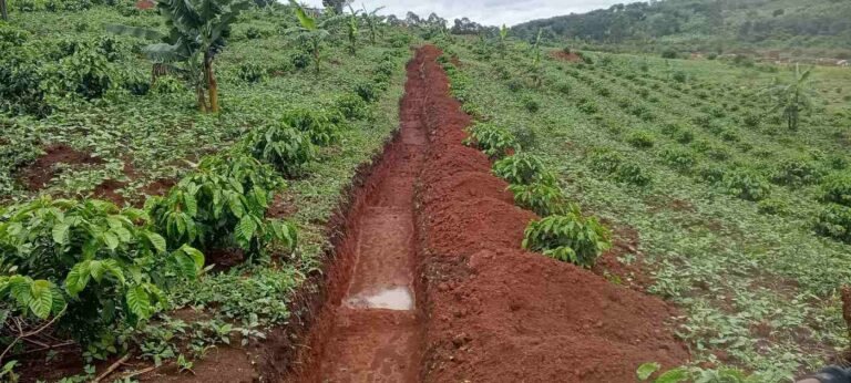 Ugandan Coffee Growers Shrug Off Drought Thanks to Regenerative Agriculture Ugandan Coffee Growers Shrug Off Drought Thanks to Regenerative Agriculture