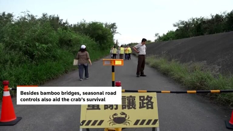 Volunteers' Tiny Bamboo Bridges Have Helped Double Migratory Crab Populations on Taiwan