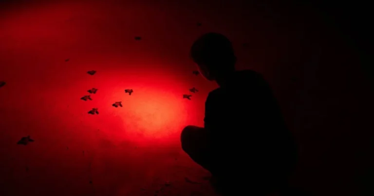Volunteers pull all-nighters to protect sea turtle nests Search