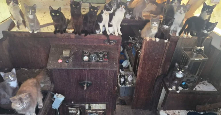 40-plus cats rescued from ghost ship Search