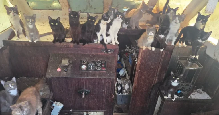 60-plus cats rescued from abandoned sailboat Search