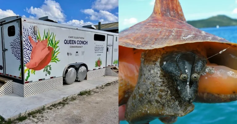 A mobile hatchery aims to save queen conch in Caribbean Search