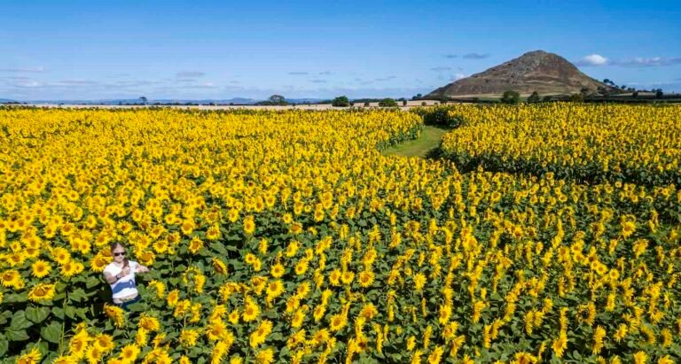Beating the Heat With a Million Blooming Sunflowers in Breezy Scotland (LOOK) Beating the Heat With a Million Blooming Sunflowers in Breezy Scotland (LOOK)