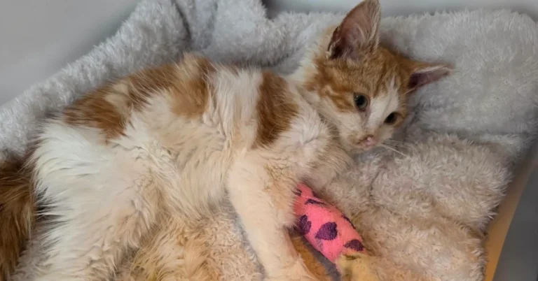 Blind cat saves stray kitten with blood transfusion Search