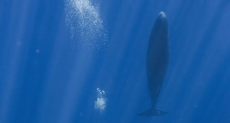 Blowing Bubbles Allows Sperm Whales to Sleep Soundly Beneath the Waves, Reveals Study Blowing Bubbles Allows Sperm Whales to Sleep Soundly Beneath the Waves, Reveals Study