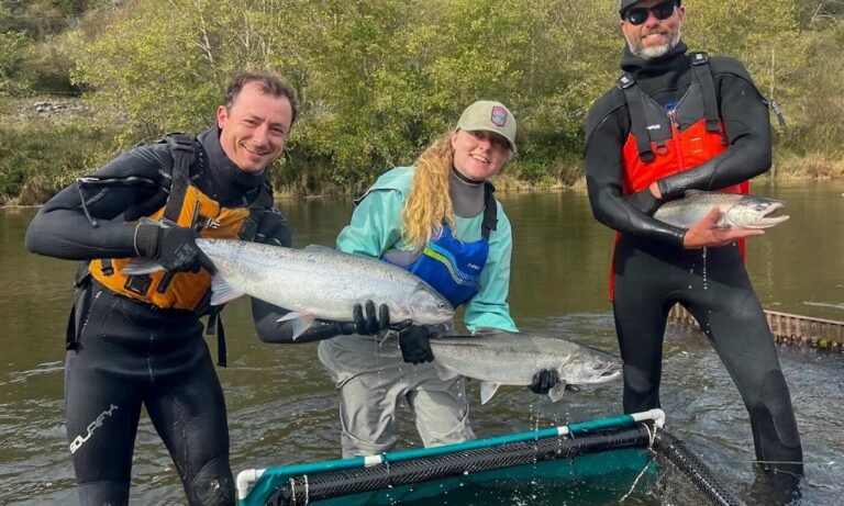 California Creek Restoration Helps Young Salmon Grow Twice as Fast—And Doubles Their Survival Rate California Creek Restoration Helps Young Salmon Grow Twice as Fast—And Doubles Their Survival Rate